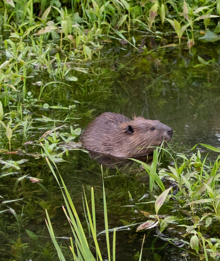 Beaver Lodge Summer 2019